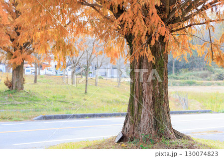 公園でみかける屋根付きの休憩所あずまや（メタセコイア紅葉） 130074823