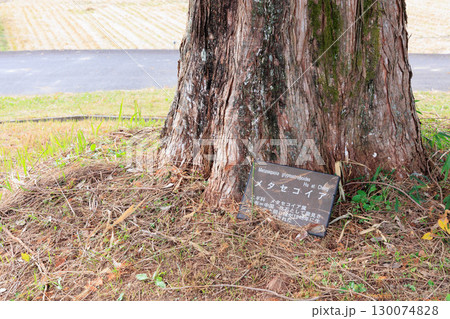 公園でみかける屋根付きの休憩所あずまや（メタセコイア紅葉） 130074828