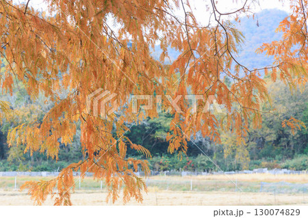 公園でみかける屋根付きの休憩所あずまや（メタセコイア紅葉） 130074829