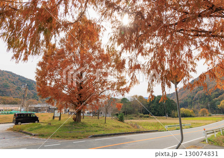 公園でみかける屋根付きの休憩所あずまや(メタセコイア紅葉) 公園でみかける屋根付きの休憩所あずまや(メタセコイア紅葉) 130074831