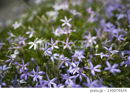 公園にイソトマの花が咲いています。学名はIsotomaです。 公園にイソトマの花が咲いています。学名はIsotomaです。 130074834