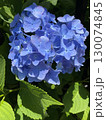 青く咲く紫陽花の花 130074845