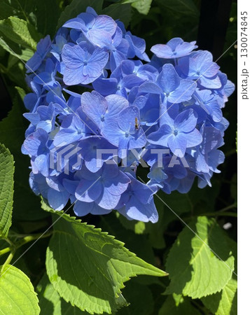 青く咲く紫陽花の花 青く咲く紫陽花の花 130074845