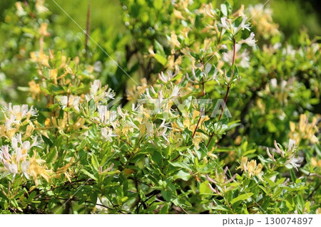 爽やか スイカズラの花 爽やか スイカズラの花 130074897