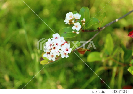 可愛い シャリンバイの花 可愛い シャリンバイの花 130074899