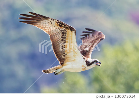 暑い夏、口を開けて飛ぶミサゴ 130075014