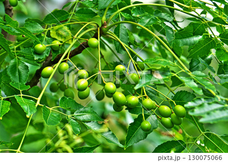 黄緑色の丸いセンダンの実（夏、八月） 130075066