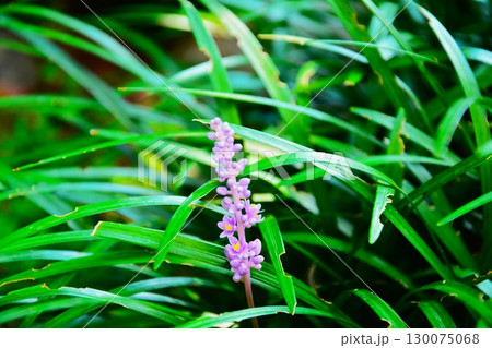 ヤブランの花 ヤブランの花 130075068