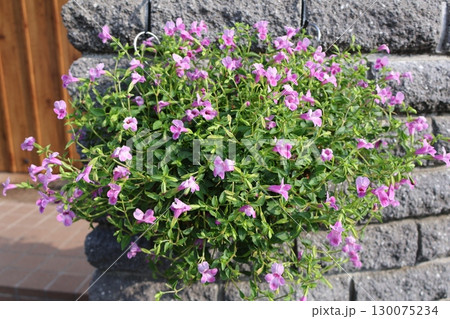 スーパートレニアカタリーナピンクリバーの花 スーパートレニアカタリーナピンクリバーの花 130075234