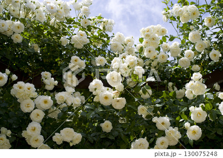 薔薇園に白色のバラの花が咲いています。このバラの名前はアイスバーグ(シュネーヴィッチェン)です。 薔薇園に白色のバラの花が咲いています。このバラの名前はアイスバーグ(シュネーヴィッチェン)です。 130075248