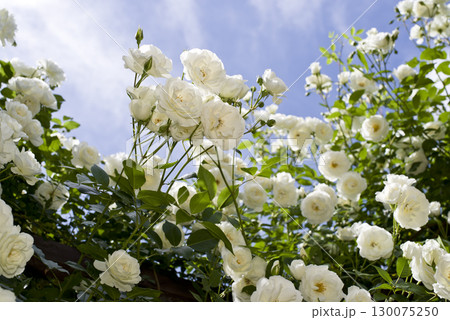 薔薇園に白色のバラの花が咲いています。このバラの名前はアイスバーグ(シュネーヴィッチェン)です。 薔薇園に白色のバラの花が咲いています。このバラの名前はアイスバーグ(シュネーヴィッチェン)です。 130075250