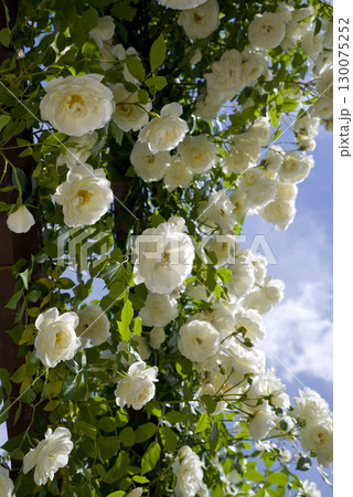 薔薇園に白色のバラの花が咲いています。このバラの名前はアイスバーグ（シュネーヴィッチェン）です。 130075252