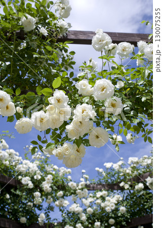 薔薇園に白色のバラの花が咲いています。このバラの名前はアイスバーグ(シュネーヴィッチェン)です。 薔薇園に白色のバラの花が咲いています。このバラの名前はアイスバーグ(シュネーヴィッチェン)です。 130075255