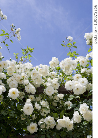 薔薇園に白色のバラの花が咲いています。このバラの名前はアイスバーグ（シュネーヴィッチェン）です。 130075256