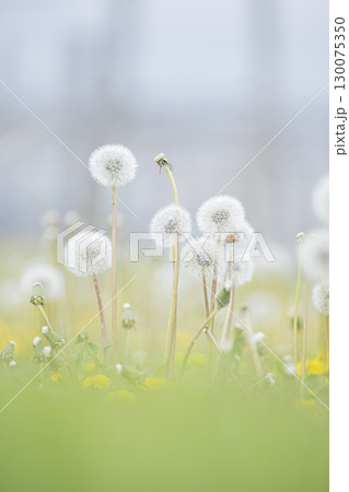 春の野原に咲くタンポポの綿毛 春の野原に咲くタンポポの綿毛 130075350