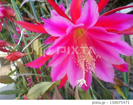 クジャクサボテン 130075471