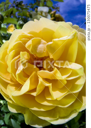 薔薇園に赤と黄色の薔薇の花が咲いています。 薔薇園に赤と黄色の薔薇の花が咲いています。 130075475
