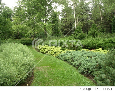 緑豊かな夏の庭 130075494