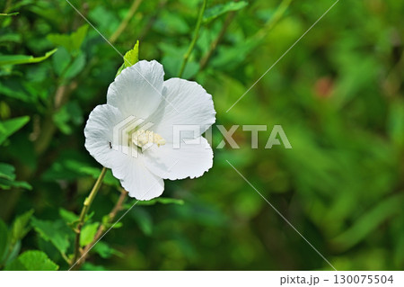 白いムクゲの花(夏、八月) 白いムクゲの花(夏、八月) 130075504