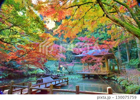 紅葉の新潟県加茂市加茂山公園風景 紅葉の新潟県加茂市加茂山公園風景 130075759