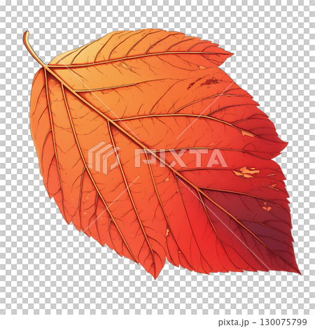 紅葉した葉っぱの水彩風イラスト 130075799