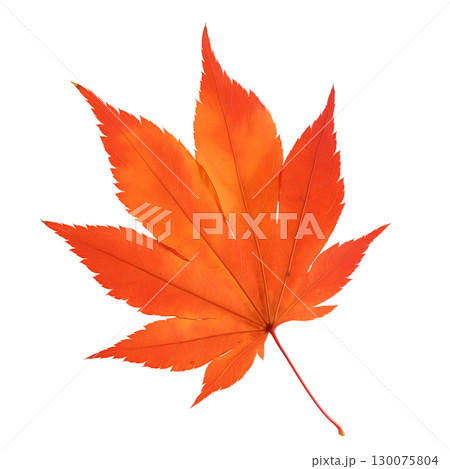 紅葉の葉っぱの水彩風イラスト 130075804