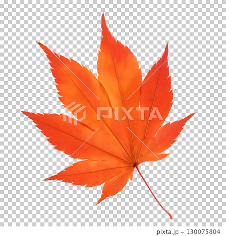 紅葉の葉っぱの水彩風イラスト 130075804