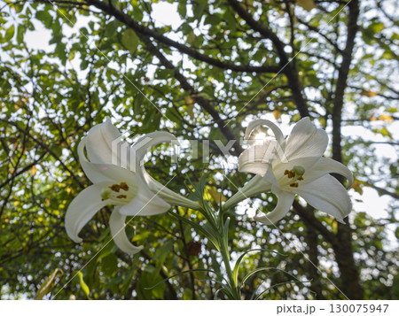 木漏れ日に咲く白ゆり 木漏れ日に咲く白ゆり 130075947
