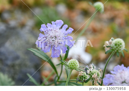 エゾマツムシソウ Scabiosa jezoensis エゾマツムシソウ Scabiosa jezoensis 130075958