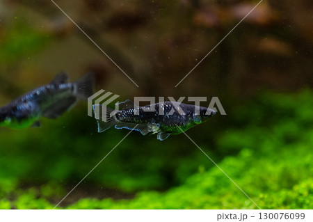 アルティマニアメダカ抱卵 130076099