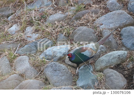 土手を下っている雉 130076106