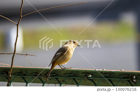 陽だまりに佇む可愛い小鳥 130076216
