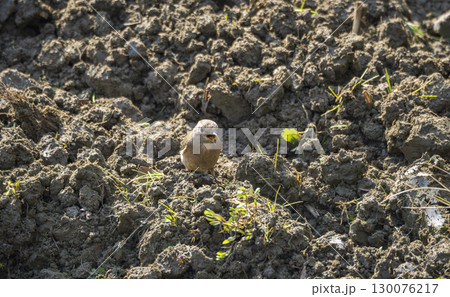 畑で休むかわいいジョウビタキ 畑で休むかわいいジョウビタキ 130076217