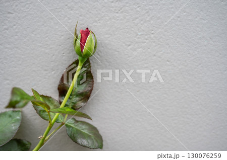 A single red rose before blooming isolated on the wall. Roses are best known as ornamental plants grown for their flowers in the garden and sometimes indoors. A single red rose before blooming isolated on the wall. Roses are best known as ornamental plants grown for their flowers in the garden and sometimes indoors. 130076259