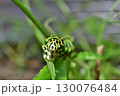 正面から見るキアゲハ幼虫の食事 130076484