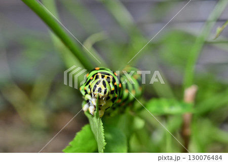 正面から見るキアゲハ幼虫の食事 130076484