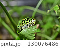 キアゲハ幼虫の食事 130076486