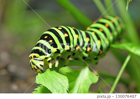 キアゲハ幼虫の食事 130076487