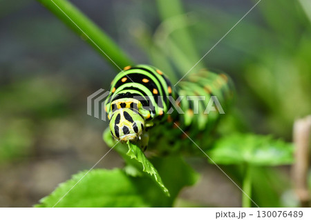 正面からのキアゲハ幼虫の食事 正面からのキアゲハ幼虫の食事 130076489
