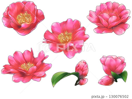 日本的なサザンカのイラスト 130076502