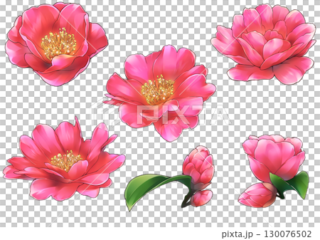 日本山茶花插圖 130076502