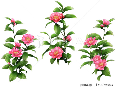 日本的なサザンカの花イラスト 130076503