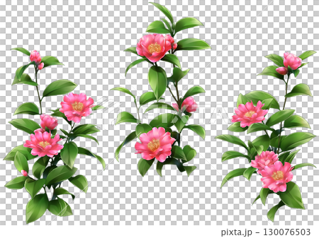 日本的なサザンカの花イラスト 130076503
