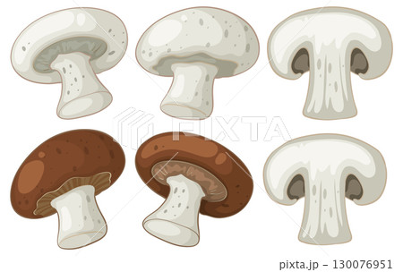 Vector Illustration of White and Brown Mushrooms Set Vector Illustration of White and Brown Mushrooms Set 130076951
