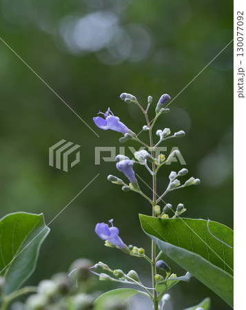 夏に紫の花を咲かせるミツバハマゴウ 夏に紫の花を咲かせるミツバハマゴウ 130077092