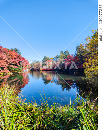 軽井沢・雲場池(秋) 軽井沢・雲場池(秋) 130077287