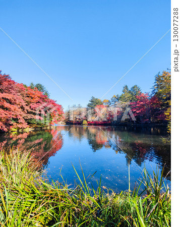 軽井沢・雲場池（秋） 130077288