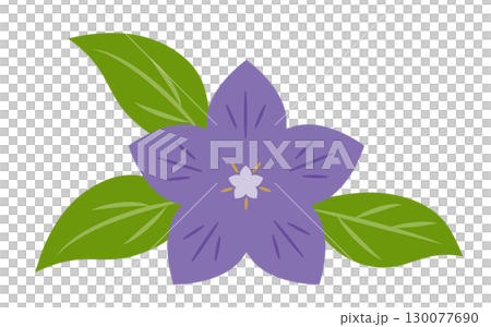 風鈴草的花和葉 130077690