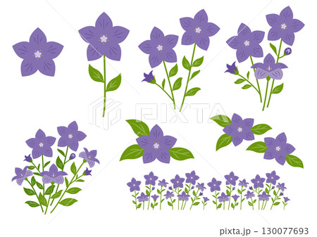 桔梗のイラストセット 130077693