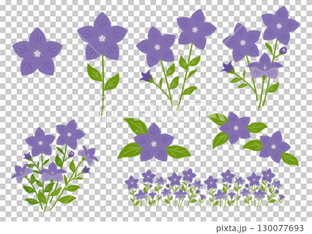 風鈴草插圖集 風鈴草插圖集 130077693